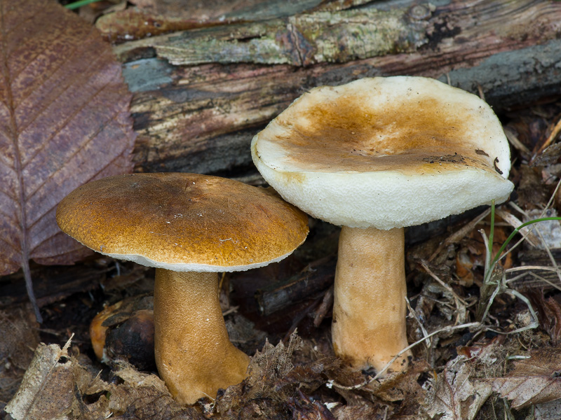 Gyroporus castaneus